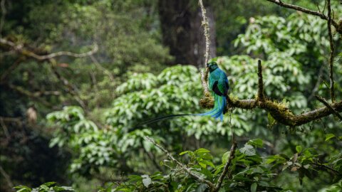 quetzal