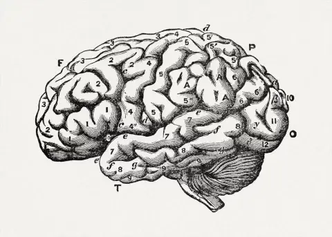 brain as organ mind (1896)